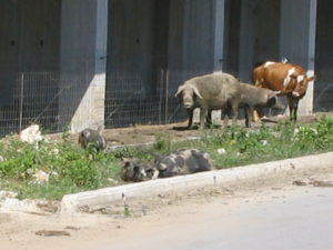 26 MAGGIO Saranda - Tirana 007